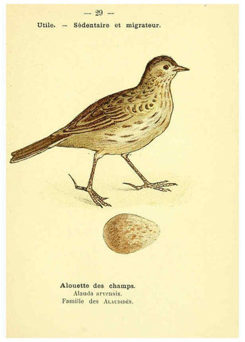 Reproducción/Reproduction 6388885371: Atlas de poche des oiseaux de France, Suisse, et Belgique, utiles ou nuisibles. ser.1 Paris :Librairie des sciences naturelles P. Klincksieck,1898- 