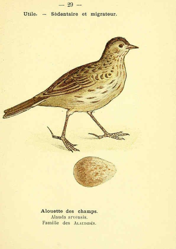 Reproducción/Reproduction 6388885371: Atlas de poche des oiseaux de France, Suisse, et Belgique, utiles ou nuisibles. ser.1 Paris :Librairie des sciences naturelles P. Klincksieck,1898- 