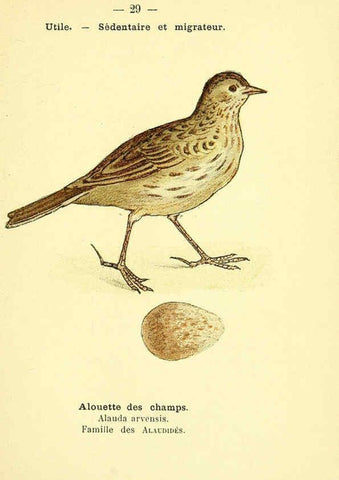 Reproducción/Reproduction 6388885371: Atlas de poche des oiseaux de France, Suisse, et Belgique, utiles ou nuisibles. ser.1 Paris :Librairie des sciences naturelles P. Klincksieck,1898- 