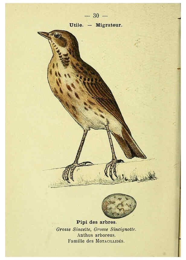 Reproducción/Reproduction 6388885697: Atlas de poche des oiseaux de France, Suisse, et Belgique, utiles ou nuisibles. ser.1 Paris :Librairie des sciences naturelles P. Klincksieck,1898- 