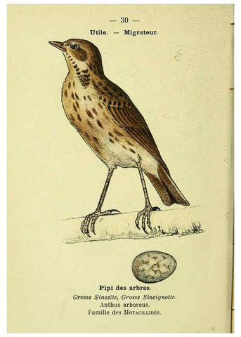 Reproducción/Reproduction 6388885697: Atlas de poche des oiseaux de France, Suisse, et Belgique, utiles ou nuisibles. ser.1 Paris :Librairie des sciences naturelles P. Klincksieck,1898- 