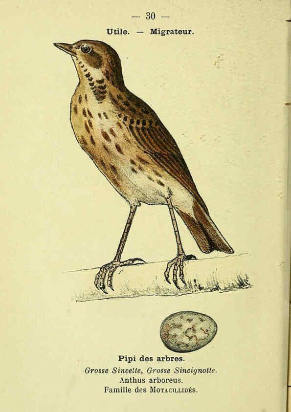 Reproducción/Reproduction 6388885697: Atlas de poche des oiseaux de France, Suisse, et Belgique, utiles ou nuisibles. ser.1 Paris :Librairie des sciences naturelles P. Klincksieck,1898- 