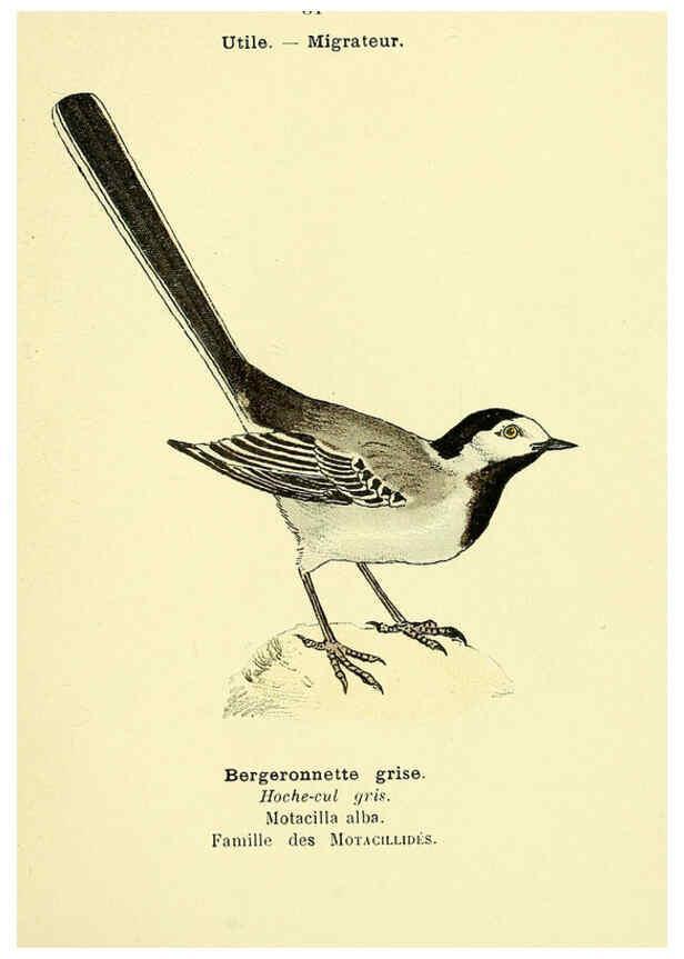 Reproducción/Reproduction 6388886003: Atlas de poche des oiseaux de France, Suisse, et Belgique, utiles ou nuisibles. ser.1 Paris :Librairie des sciences naturelles P. Klincksieck,1898- 