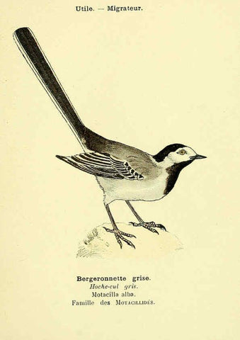 Reproducción/Reproduction 6388886003: Atlas de poche des oiseaux de France, Suisse, et Belgique, utiles ou nuisibles. ser.1 Paris :Librairie des sciences naturelles P. Klincksieck,1898- 