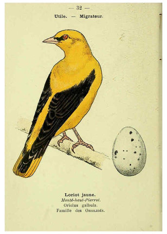 Reproducción/Reproduction 6388886341: Atlas de poche des oiseaux de France, Suisse, et Belgique, utiles ou nuisibles. ser.1 Paris :Librairie des sciences naturelles P. Klincksieck,1898- 