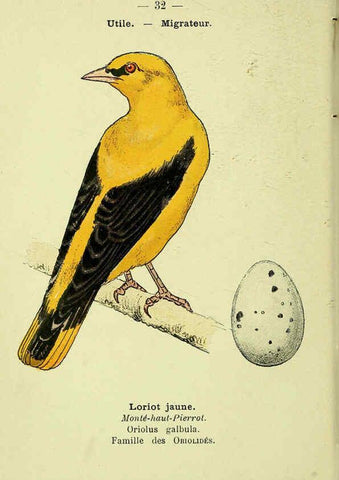 Reproducción/Reproduction 6388886341: Atlas de poche des oiseaux de France, Suisse, et Belgique, utiles ou nuisibles. ser.1 Paris :Librairie des sciences naturelles P. Klincksieck,1898- 