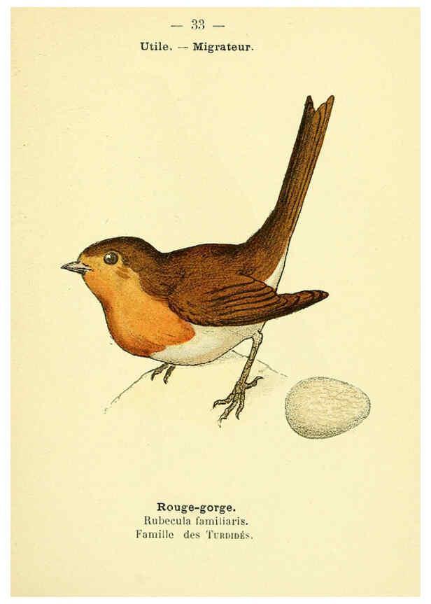 Reproducción/Reproduction 6388886669: Atlas de poche des oiseaux de France, Suisse, et Belgique, utiles ou nuisibles. ser.1 Paris :Librairie des sciences naturelles P. Klincksieck,1898- 
