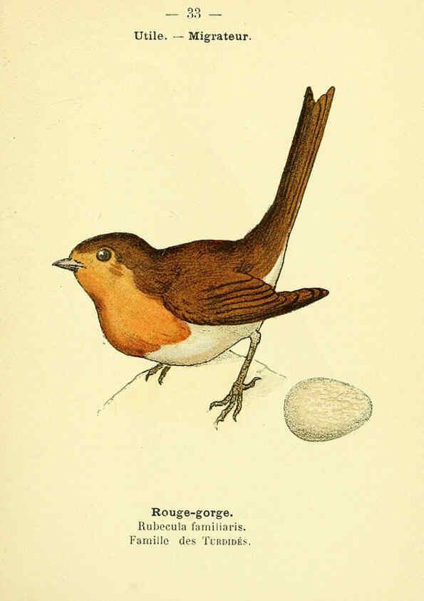 Reproducción/Reproduction 6388886669: Atlas de poche des oiseaux de France, Suisse, et Belgique, utiles ou nuisibles. ser.1 Paris :Librairie des sciences naturelles P. Klincksieck,1898- 