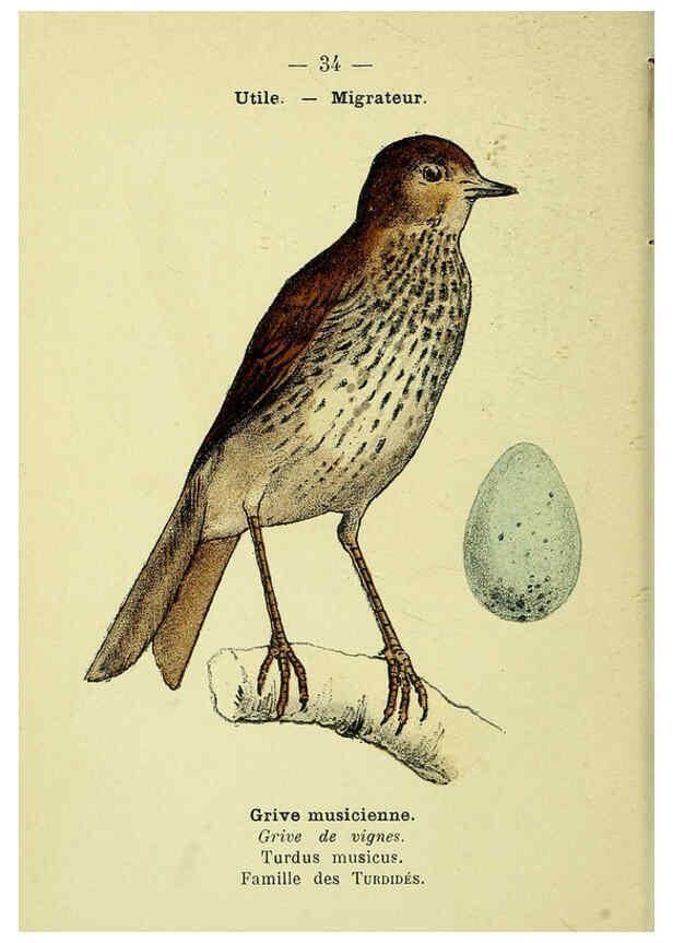 Reproducción/Reproduction 6388887093: Atlas de poche des oiseaux de France, Suisse, et Belgique, utiles ou nuisibles. ser.1 Paris :Librairie des sciences naturelles P. Klincksieck,1898- 
