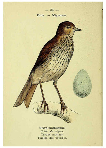 Reproducción/Reproduction 6388887093: Atlas de poche des oiseaux de France, Suisse, et Belgique, utiles ou nuisibles. ser.1 Paris :Librairie des sciences naturelles P. Klincksieck,1898- 