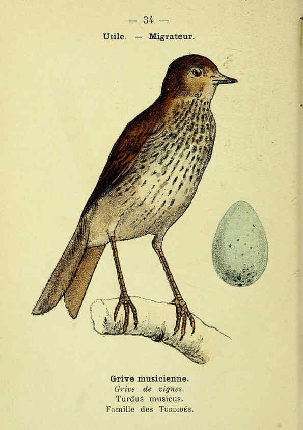 Reproducción/Reproduction 6388887093: Atlas de poche des oiseaux de France, Suisse, et Belgique, utiles ou nuisibles. ser.1 Paris :Librairie des sciences naturelles P. Klincksieck,1898- 