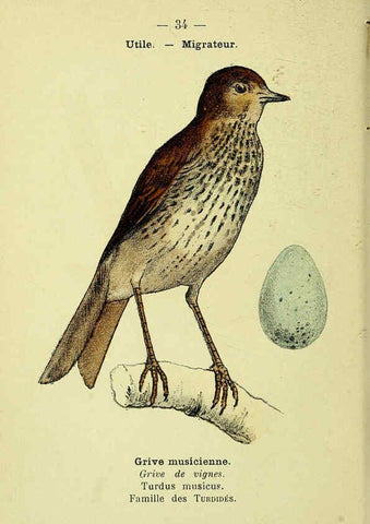 Reproducción/Reproduction 6388887093: Atlas de poche des oiseaux de France, Suisse, et Belgique, utiles ou nuisibles. ser.1 Paris :Librairie des sciences naturelles P. Klincksieck,1898- 
