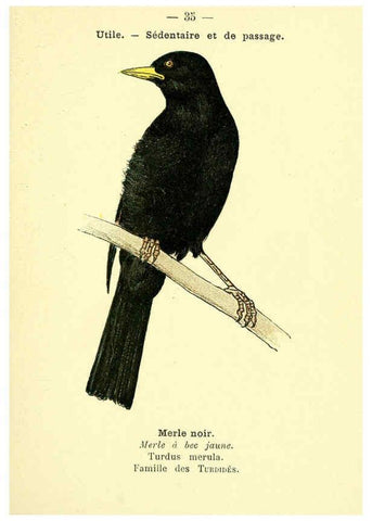 Reproducción/Reproduction 6388887435: Atlas de poche des oiseaux de France, Suisse, et Belgique, utiles ou nuisibles. ser.1 Paris :Librairie des sciences naturelles P. Klincksieck,1898- 