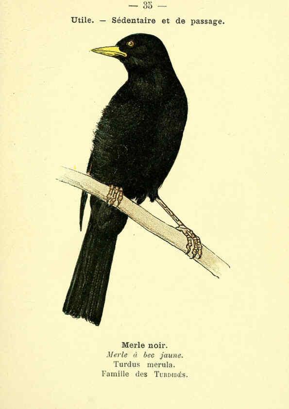Reproducción/Reproduction 6388887435: Atlas de poche des oiseaux de France, Suisse, et Belgique, utiles ou nuisibles. ser.1 Paris :Librairie des sciences naturelles P. Klincksieck,1898- 