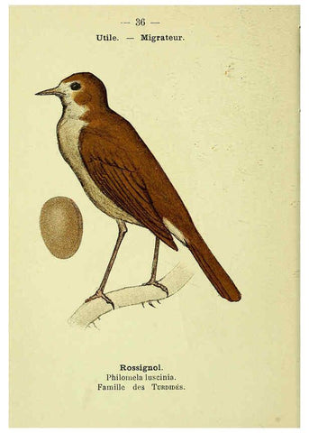 Reproducción/Reproduction 6388887761: Atlas de poche des oiseaux de France, Suisse, et Belgique, utiles ou nuisibles. ser.1 Paris :Librairie des sciences naturelles P. Klincksieck,1898- 