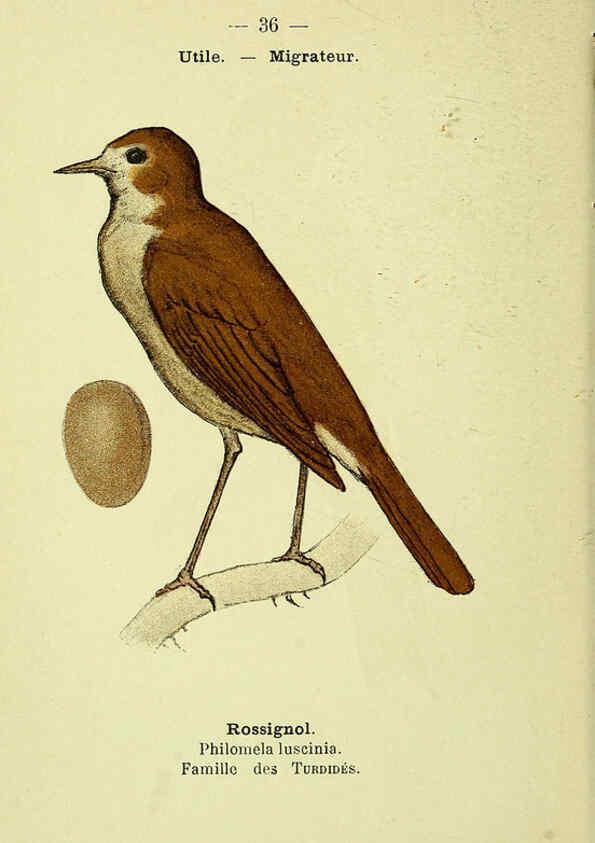 Reproducción/Reproduction 6388887761: Atlas de poche des oiseaux de France, Suisse, et Belgique, utiles ou nuisibles. ser.1 Paris :Librairie des sciences naturelles P. Klincksieck,1898- 
