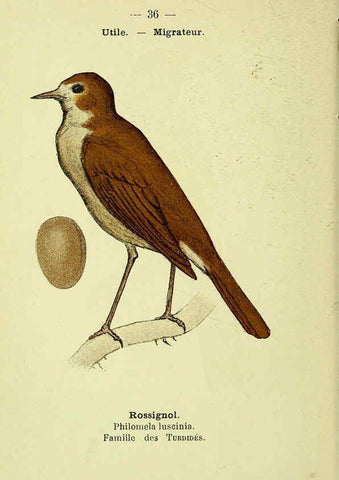 Reproducción/Reproduction 6388887761: Atlas de poche des oiseaux de France, Suisse, et Belgique, utiles ou nuisibles. ser.1 Paris :Librairie des sciences naturelles P. Klincksieck,1898- 