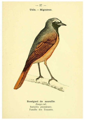 Reproducción/Reproduction 6388888223: Atlas de poche des oiseaux de France, Suisse, et Belgique, utiles ou nuisibles. ser.1 Paris :Librairie des sciences naturelles P. Klincksieck,1898- 