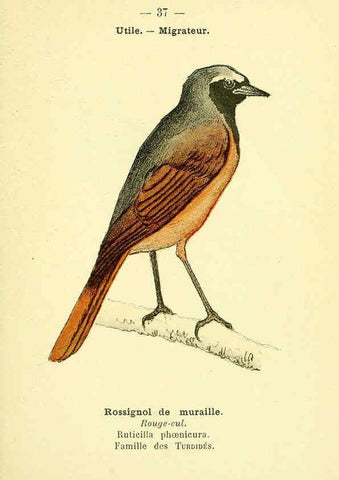 Reproducción/Reproduction 6388888223: Atlas de poche des oiseaux de France, Suisse, et Belgique, utiles ou nuisibles. ser.1 Paris :Librairie des sciences naturelles P. Klincksieck,1898- 