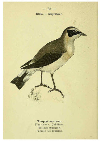 Reproducción/Reproduction 6388888535: Atlas de poche des oiseaux de France, Suisse, et Belgique, utiles ou nuisibles. ser.1 Paris :Librairie des sciences naturelles P. Klincksieck,1898- 