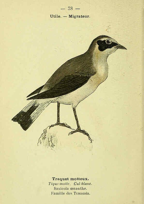 Reproducción/Reproduction 6388888535: Atlas de poche des oiseaux de France, Suisse, et Belgique, utiles ou nuisibles. ser.1 Paris :Librairie des sciences naturelles P. Klincksieck,1898- 