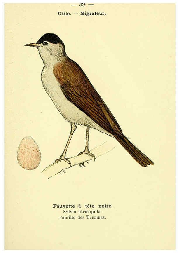 Reproducción/Reproduction 6388888985: Atlas de poche des oiseaux de France, Suisse, et Belgique, utiles ou nuisibles. ser.1 Paris :Librairie des sciences naturelles P. Klincksieck,1898- 