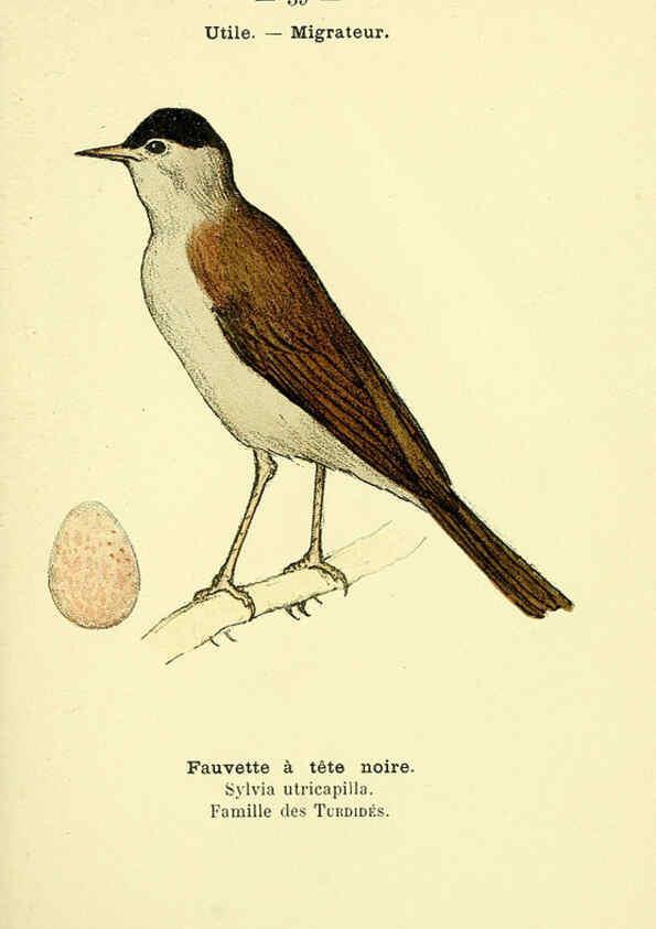 Reproducción/Reproduction 6388888985: Atlas de poche des oiseaux de France, Suisse, et Belgique, utiles ou nuisibles. ser.1 Paris :Librairie des sciences naturelles P. Klincksieck,1898- 