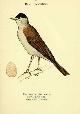 Reproducción/Reproduction 6388888985: Atlas de poche des oiseaux de France, Suisse, et Belgique, utiles ou nuisibles. ser.1 Paris :Librairie des sciences naturelles P. Klincksieck,1898- 
