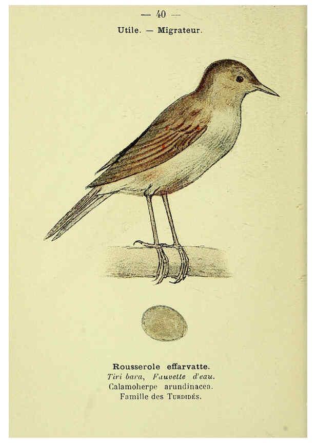 Reproducción/Reproduction 6388889393: Atlas de poche des oiseaux de France, Suisse, et Belgique, utiles ou nuisibles. ser.1 Paris :Librairie des sciences naturelles P. Klincksieck,1898- 
