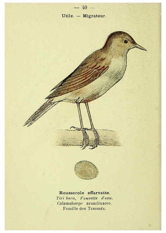 Reproducción/Reproduction 6388889393: Atlas de poche des oiseaux de France, Suisse, et Belgique, utiles ou nuisibles. ser.1 Paris :Librairie des sciences naturelles P. Klincksieck,1898- 