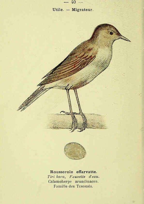 Reproducción/Reproduction 6388889393: Atlas de poche des oiseaux de France, Suisse, et Belgique, utiles ou nuisibles. ser.1 Paris :Librairie des sciences naturelles P. Klincksieck,1898- 