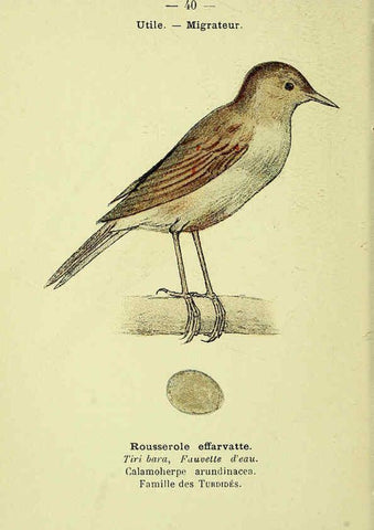 Reproducción/Reproduction 6388889393: Atlas de poche des oiseaux de France, Suisse, et Belgique, utiles ou nuisibles. ser.1 Paris :Librairie des sciences naturelles P. Klincksieck,1898- 