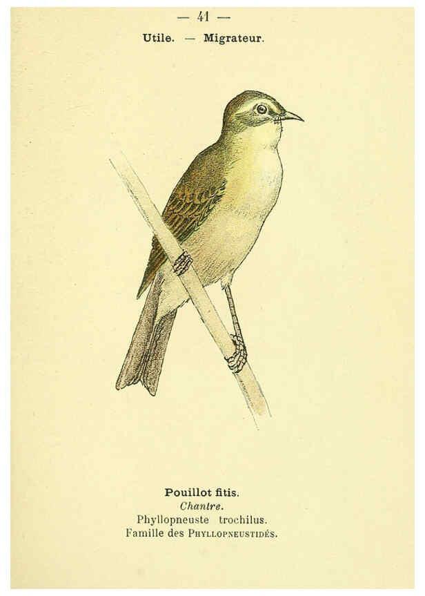 Reproducción/Reproduction 6388890063: Atlas de poche des oiseaux de France, Suisse, et Belgique, utiles ou nuisibles. ser.1 Paris :Librairie des sciences naturelles P. Klincksieck,1898- 