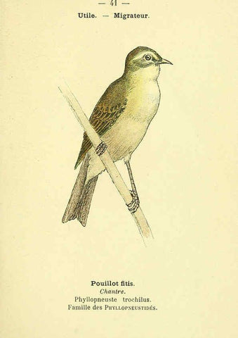 Reproducción/Reproduction 6388890063: Atlas de poche des oiseaux de France, Suisse, et Belgique, utiles ou nuisibles. ser.1 Paris :Librairie des sciences naturelles P. Klincksieck,1898- 