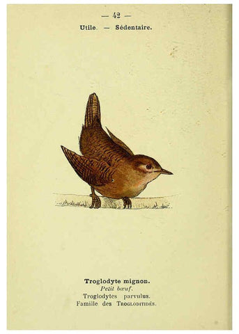 Reproducción/Reproduction 6388890479: Atlas de poche des oiseaux de France, Suisse, et Belgique, utiles ou nuisibles. ser.1 Paris :Librairie des sciences naturelles P. Klincksieck,1898- 