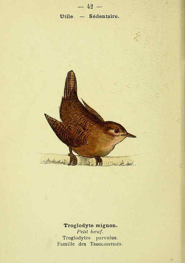 Reproducción/Reproduction 6388890479: Atlas de poche des oiseaux de France, Suisse, et Belgique, utiles ou nuisibles. ser.1 Paris :Librairie des sciences naturelles P. Klincksieck,1898- 