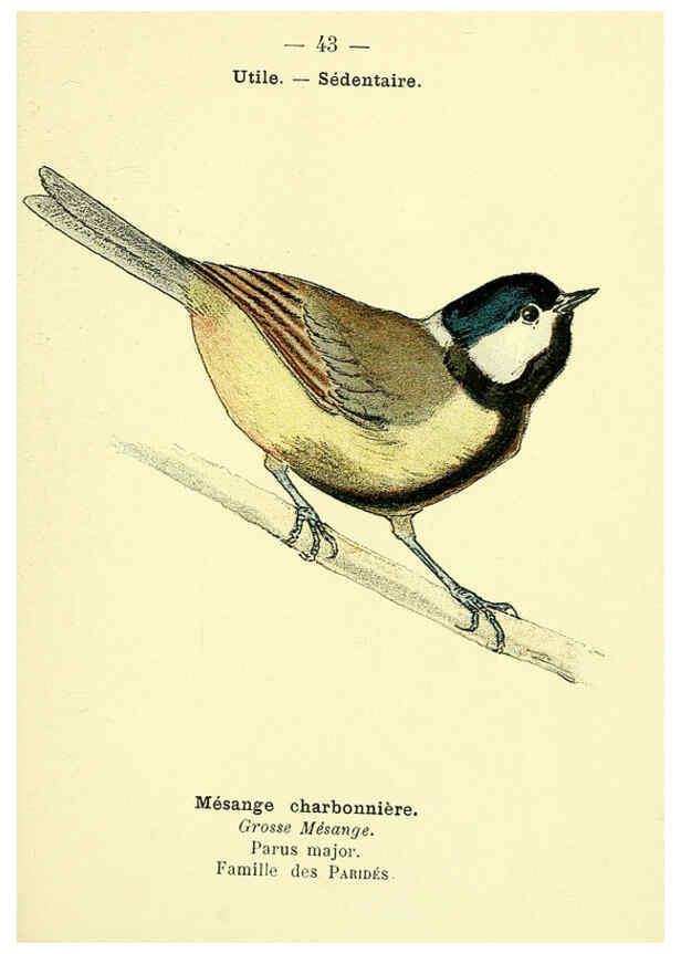 Reproducción/Reproduction 6388890883: Atlas de poche des oiseaux de France, Suisse, et Belgique, utiles ou nuisibles. ser.1 Paris :Librairie des sciences naturelles P. Klincksieck,1898- 