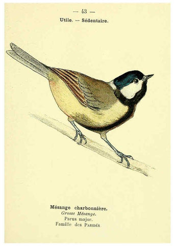 Reproducción/Reproduction 6388890883: Atlas de poche des oiseaux de France, Suisse, et Belgique, utiles ou nuisibles. ser.1 Paris :Librairie des sciences naturelles P. Klincksieck,1898- 