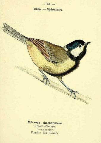 Reproducción/Reproduction 6388890883: Atlas de poche des oiseaux de France, Suisse, et Belgique, utiles ou nuisibles. ser.1 Paris :Librairie des sciences naturelles P. Klincksieck,1898- 