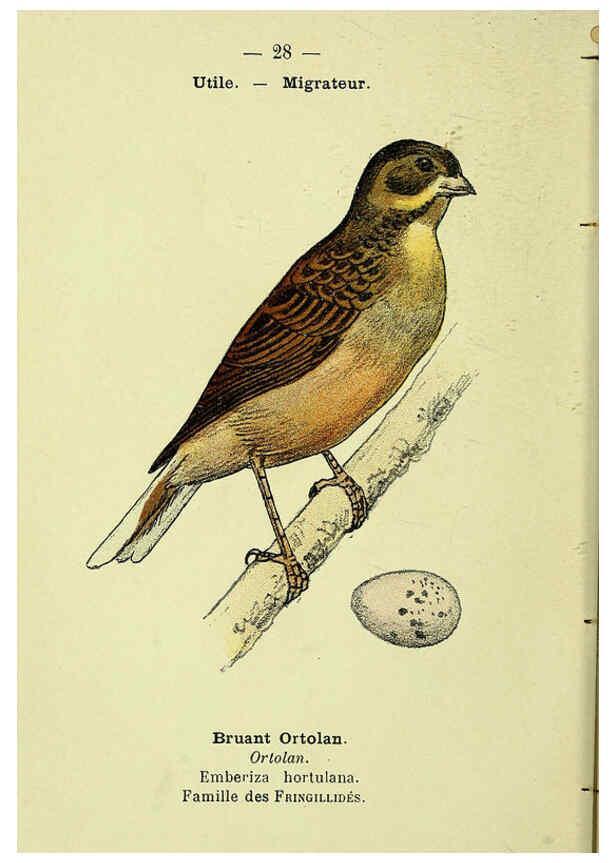 Reproducción/Reproduction 6388885065: Atlas de poche des oiseaux de France, Suisse, et Belgique, utiles ou nuisibles. ser.1 Paris :Librairie des sciences naturelles P. Klincksieck,1898- 