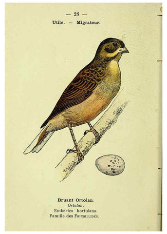 Reproducción/Reproduction 6388885065: Atlas de poche des oiseaux de France, Suisse, et Belgique, utiles ou nuisibles. ser.1 Paris :Librairie des sciences naturelles P. Klincksieck,1898- 
