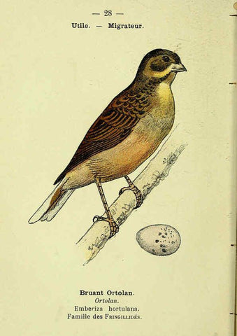 Reproducción/Reproduction 6388885065: Atlas de poche des oiseaux de France, Suisse, et Belgique, utiles ou nuisibles. ser.1 Paris :Librairie des sciences naturelles P. Klincksieck,1898- 