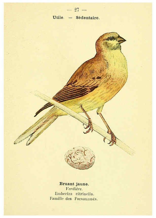 Reproducción/Reproduction 6388884759: Atlas de poche des oiseaux de France, Suisse, et Belgique, utiles ou nuisibles. ser.1 Paris :Librairie des sciences naturelles P. Klincksieck,1898- 