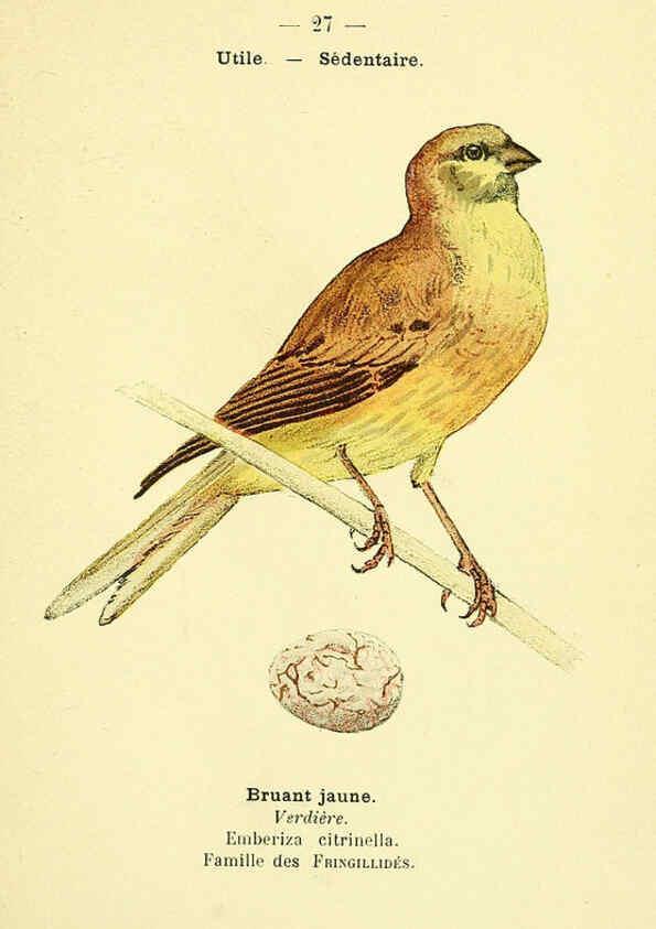 Reproducción/Reproduction 6388884759: Atlas de poche des oiseaux de France, Suisse, et Belgique, utiles ou nuisibles. ser.1 Paris :Librairie des sciences naturelles P. Klincksieck,1898- 