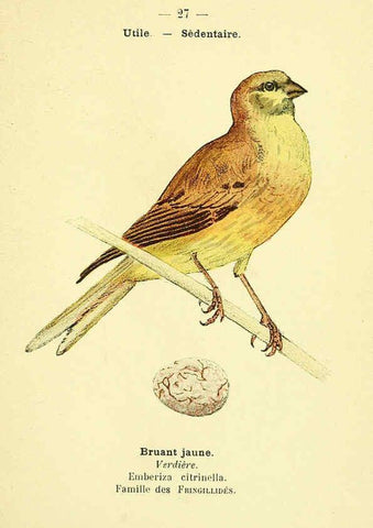 Reproducción/Reproduction 6388884759: Atlas de poche des oiseaux de France, Suisse, et Belgique, utiles ou nuisibles. ser.1 Paris :Librairie des sciences naturelles P. Klincksieck,1898- 