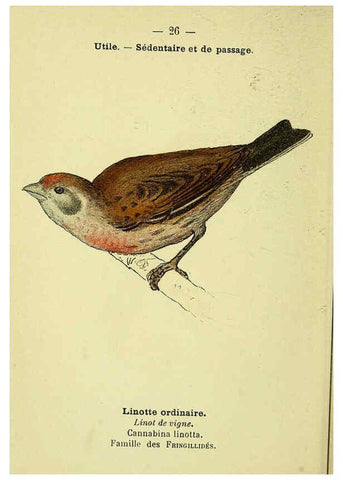 Reproducción/Reproduction 6388884465: Atlas de poche des oiseaux de France, Suisse, et Belgique, utiles ou nuisibles. ser.1 Paris :Librairie des sciences naturelles P. Klincksieck,1898- 
