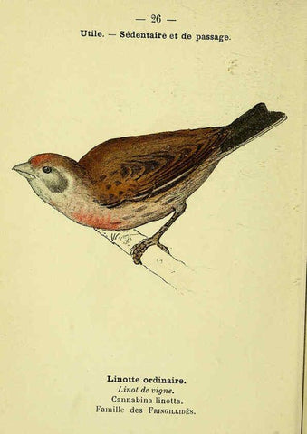 Reproducción/Reproduction 6388884465: Atlas de poche des oiseaux de France, Suisse, et Belgique, utiles ou nuisibles. ser.1 Paris :Librairie des sciences naturelles P. Klincksieck,1898- 