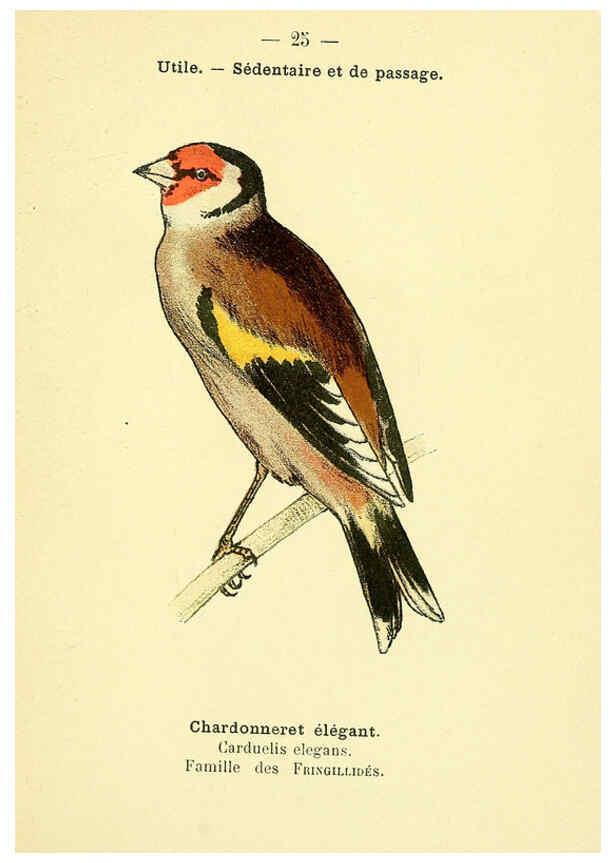 Reproducción/Reproduction 6388883989: Atlas de poche des oiseaux de France, Suisse, et Belgique, utiles ou nuisibles. ser.1 Paris :Librairie des sciences naturelles P. Klincksieck,1898- 