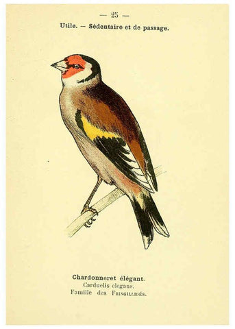 Reproducción/Reproduction 6388883989: Atlas de poche des oiseaux de France, Suisse, et Belgique, utiles ou nuisibles. ser.1 Paris :Librairie des sciences naturelles P. Klincksieck,1898- 