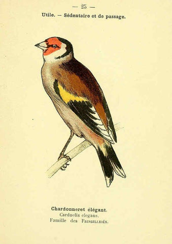 Reproducción/Reproduction 6388883989: Atlas de poche des oiseaux de France, Suisse, et Belgique, utiles ou nuisibles. ser.1 Paris :Librairie des sciences naturelles P. Klincksieck,1898- 